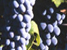mendoza wine region - hotels and accommodation