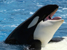 puerto madryn hotel deal and accommodation spacials