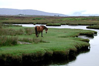 Connemara