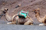lanzarote camellos