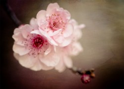 Especial PRIMAVERA