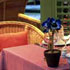 book Occidental Hotel Coral Beach