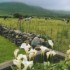 Garveys Farmhouse photo 3