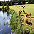 Riverside Farmhouse B&B Cavan photo 4