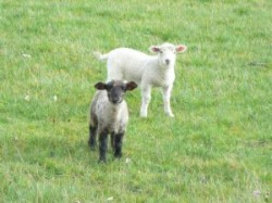 Headfort Arms Hotel - Family Fun - Lambing Live at Causey