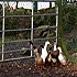 Newton Farm Guesthouse photo 5
