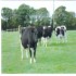 Mill Road Farm Bed and Breakfast photo 2