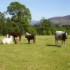 Inveraray Farm Guesthouse photo 4