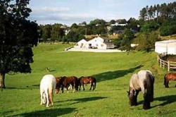 book Muckross Riding Stables