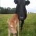 Lough Owel Lodge photo 10