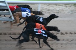Fitzgeralds Woodlands House Hotel - Greyhound Racing