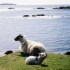 Inishbofin House Hotel and Marine Spa photo 12