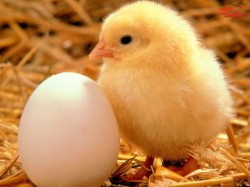 Easter Family Special - 3 for 2 Special