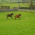 Carrygerry Country House photo 14