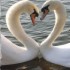 2 HEARTS and ROME