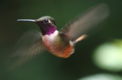 Early Bird